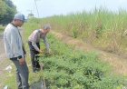 Bhabinkamtibmas-dan-Perangkat-Desa-Kedungsugo-Ubah-Bahu-Jalan-Jadi-Lahan-Ketahanan-Pangan
