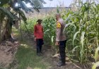 Bhabinkamtibmas-Polsek-Buduran-Cek-Lahan-Jagung-di-Desa-Sukorejo,-Dukung-Program-Ketahanan-Pangan-Nasional