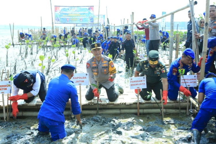 HUT Korp Brimob ke – 78 dan Polairud ke – 73, Kapolda Jatim Restorasi Hutan Mangrove Tanam 18.300 Bibit