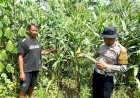 Polsek-Balongbendo-Dukung-Program-Pekarangan-Pangan-Bergizi-Tanaman-Jagung-di-Desa-Seketi