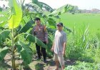 Bhabinkamtibmas-Desa-Balongtani-Tinjau-Warga-Tanam-Pohon-Pisang-Wujudkan-Swasembada-Pangan-Mandiri