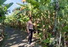 Polsek-Sukodono-Dukung-Swasembada-Pangan-Warga-Lewat-Pemanfaatan-Lahan-Pekarangan