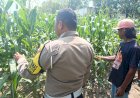 Bhabinkamtibmas-Tinjau-Program-Ketahanan-Pangan-Tanaman-Jagung-di-Desa-Waruberon
