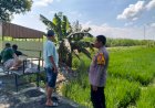 Peningkatan-Swasembada-Pangan,-Polisi-Turun-ke-Sawah-Dukung-Ketahanan-Sayur-Mayur