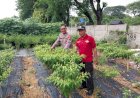 Bhabinkamtibmas-Sidokare-Bersama-Warga-Lakukan-Perawatan-Tanaman-Cabai-Warga-Dukung-Ketahanan-Pangan