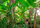 Wujudkan-Ketahanan-Pangan,-Bhabinkamtibmas-Bebekan-Edukasi-Warga-Soal-Perawatan-Pohon-Pisang