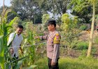 Bhabinkamtibmas-Polsek-Taman-Bersama-Warga-Tanam-Jagung-Dukung-Ketahanan-Pangan-Sidoarjo