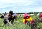 Live-In--Siswa-Diktukba-SPN-Polda-Jatim--Bantu-Petani-Bawang-Merah-di-Nganjuk