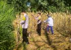 Panen-Jagung-Polresta-Malang-Kota-Perkuat-Ketahanan-Pangan-Bersama-Petani-Kedungkandang