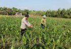 Kanit-Binmas-Polsek-Porong-Pantau-Lahan-Jagung-di-Desa-Kesambi