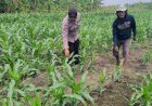 Polsek-Gedangan-bersama-Petani-Desa-Punggul,-Siap-Optimalkan-Panen-Jagung