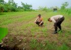 Polisi-Masif-Turun-ke-Desa,-Dampingi-Efektifitas-Program-Ketahanan-Pangan-di-Krembung