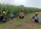 Polsek-Porong-Sidoarjo-Pantau-Pertumbuhan-Jagung-di-Pesawahan