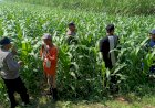 Polsek-Balongbendo-Kawal-Perkembangan-Jagung-Hibrida-untuk-Swasembada-Pangan