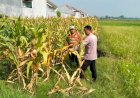 Jelang-Panen-Jagung,-Polsek-Wonoayu-Berharap-Mampu-Dongkrak-Swasembada-Pangan