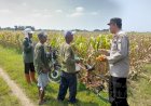 Patroli-Polsek-Tarik-Kawal-Program-Swasembada-Pangan