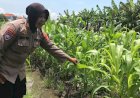 Tanaman-Jagung-Mulai-Berbuah,-Polsek-Gedangan-Intensifkan-Pendampingan-Ketahanan-Pangan