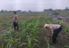 Polsek-Krembung-Intensifkan-Pendampingan-Jagung-Hibrida,-Dukung-Ketahanan-Pangan-Nasional-di-Sidoarjo