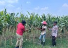 Polisi-dan-Petani-Optimalkan-Lahan-Jagung-di-Prambon-Demi-Dukung-Ketahanan-Pangan