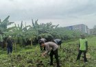 Polsek-Waru-Cek-Perkembangan-Tanaman-Jagung-di-Desa-Bungurasih