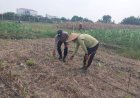 Polisi-Dampingi-Petani-Desa-Lebo,-Pertumbuhan-Jagung-Dipantau-Demi-Swasembada-Pangan