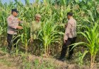 Polisi-Cinta-Petani,-Polsek-Candi-Intensif-Dampingi-Petani-Pantau-Pertumbuhan-Jagung-Demi-Sukseskan-Ketahanan-Pangan