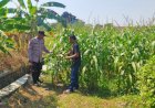 Polsek-Prambon-Pantau-Tanaman-Jagung-Dukung-Program-Ketahanan-Pangan