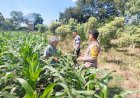 Polsek-Taman-Perkuat-Ketahanan-Pangan,-Patroli-Lahan-Jagung-Bersama-Kelompok-Tani-di-Sepanjang