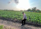 Polsek-Krembung-Intensif-Patroli-lahan-Jagung-P2B-Demi-Swasembada-Pangan-Nasional