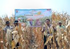 Jelang-Panen-Raya,-Polsek-Balongbendo-Pastikan-Lahan-Jagung-Tiga-Hektare-Siap-Dipanen
