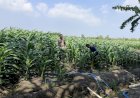 Polsek-Krembung-Perkuat-Ketahanan-Pangan,-Rawat-Lahan-Jagung-Program-P2B-di-Desa-Lemujut