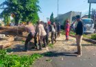 Polisi-Bantu-Evakuasi-Pohon-Tumbang-di-Jalan-Raya-Tebel-Gedangan