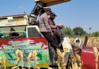 Polsek-Taman-Bersama-Petani-Panen-13-Ton-Jagung,-Dongkrak-Upaya-Ketahanan-Pangan