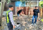 Polsek-Taman-Respon-Cepat-Aduan-Warga-Dugaan-Judi-Sabung-Ayam-di-Sambibulu