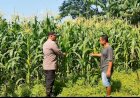 Polsek-Tanggulangin-Dukung-Ketahanan-Pangan,-Upayakan-Keluhan-Petani-di-Desa-Randegan