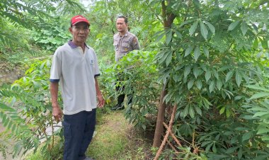 Polsek-Tarik-Cek-Perkebunan-Singkong-di-Desa-Balongmacekan-untuk-Mendukung-Swasembada-Pangan-Mandiri