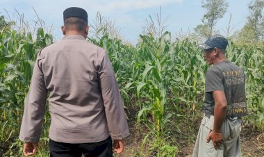 Polsek-Sukodono-Apresiasi-Ketahanan-Pangan:-500-Batang-Jagung-Tumbuh-di-Pekarangan-Warga-Pademonegoro