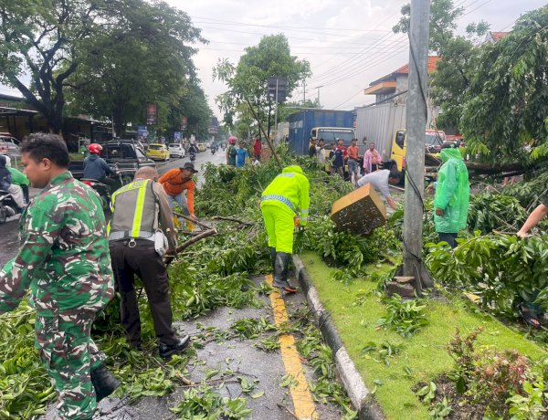 Pohon Tumbang Timpa Mobil di Buduran, Polsek Buduran Gerak Cepat Lakukan Penanganan