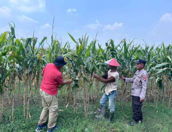 Polsek Prambon Cek Lahan Jagung di Desa Bulang