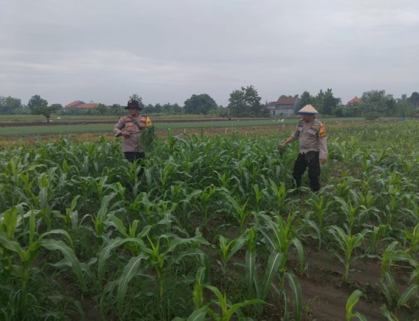 Kanit Binmas Polsek Krembung Rawat Jagung Hibrida Dukung Swasembada Pangan