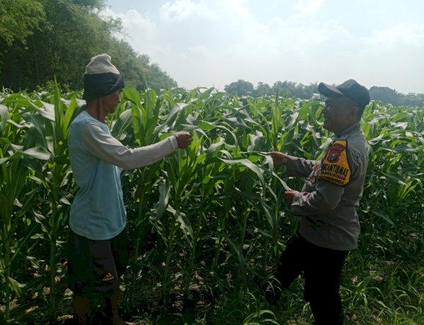 Polsek Balongbendo Tinjau Lahan Jagung, Dukung Swasembada Pangan di Sidoarjo