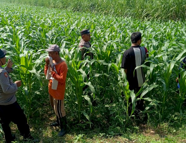 Polsek Balongbendo Kawal Perkembangan Jagung Hibrida untuk Swasembada Pangan