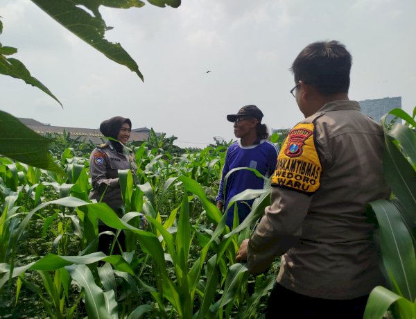 Bhabinkamtibmas Polsek Waru Pantau Pertumbuhan Jagung di Bungurasih, Dukung Swasembada Pangan Nasional