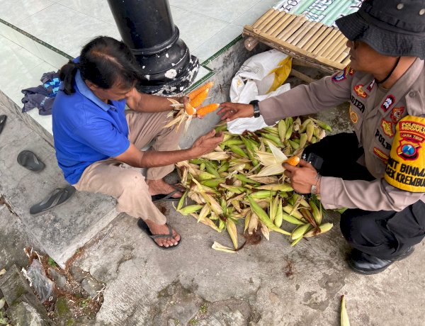 Polsek Krembung Dampingi Perawatan Jagung untuk Dukung Swasembada Pangan