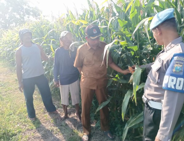 Polisi Turun Bareng Perangkat Desa Cek Lahan Pertanian Jagung di Kecamatan Tarik