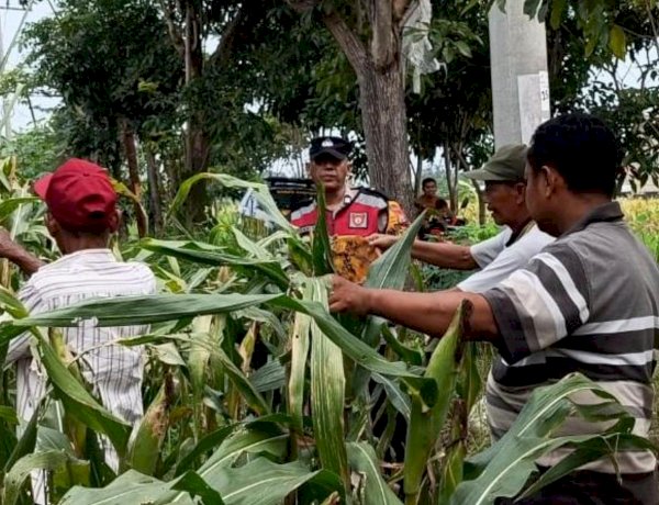 Anggota Polsek Krian Optimalkan Pertumbuhan Jagung untuk Ketahanan Pangan