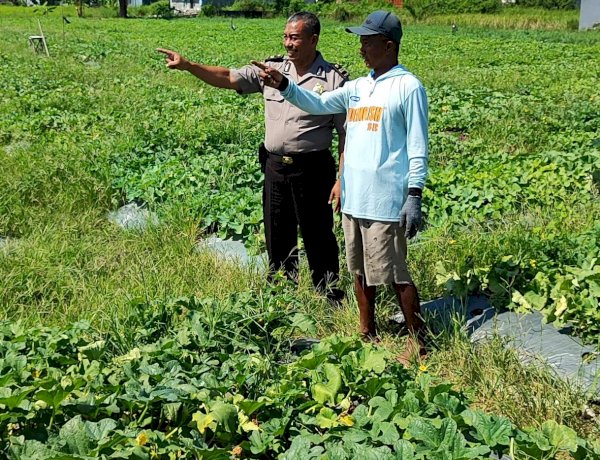 Polsek Tanggulangin Dukung Ketahanan Pangan, Tinjau Lokasi Rencana Tanam Jagung Hibrida di Kedensari