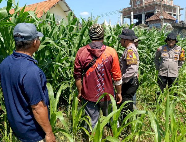 Polsek Balongbendo Perkuat Swasembada Pangan Nasional Bersama Petani