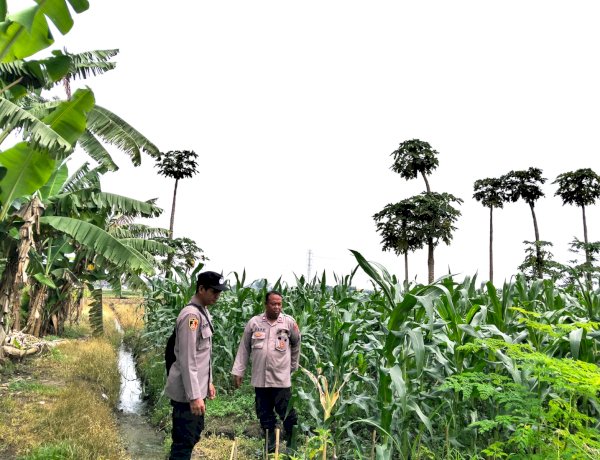 Wujudkan Asta Cita Presiden Prabowo, Polisi di Sidoarjo Dampingi Petani Jagung demi Swasembada Pangan