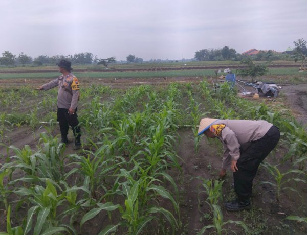 Polsek Krembung Intensifkan Pendampingan Jagung Hibrida, Dukung Ketahanan Pangan Nasional di Sidoarjo